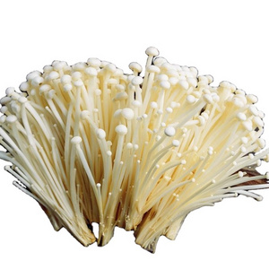 Enoki mushroom