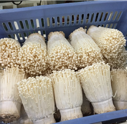 Fresh Enoki mushroom for sale