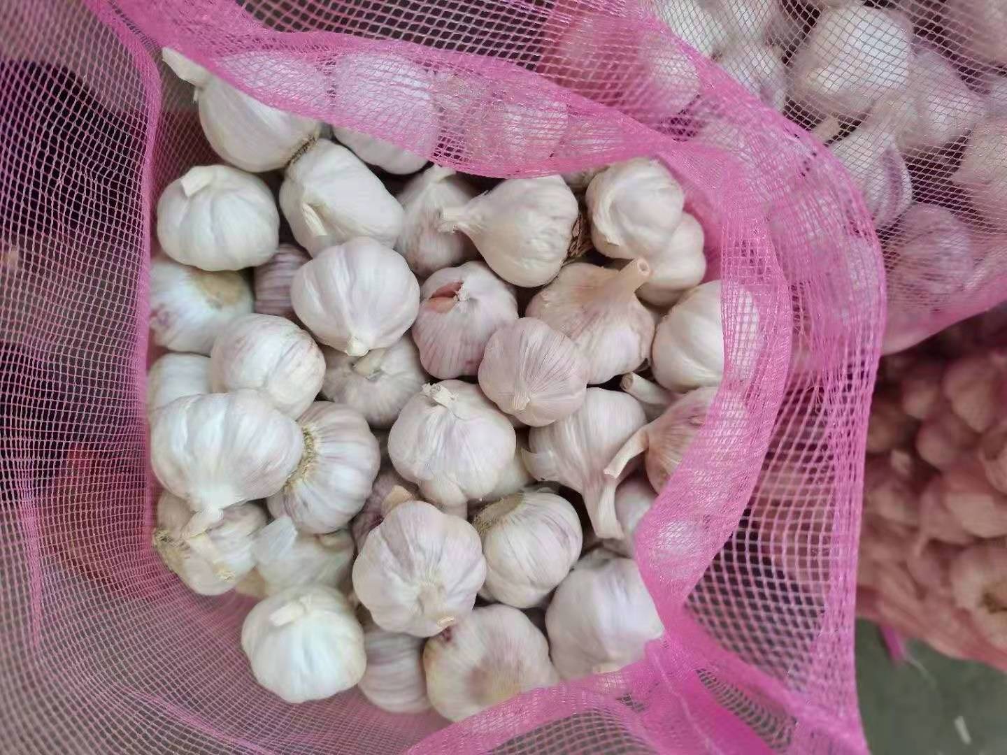 New Crop Fresh white Garlic peeled garlic solo cloves garlic With Certificate