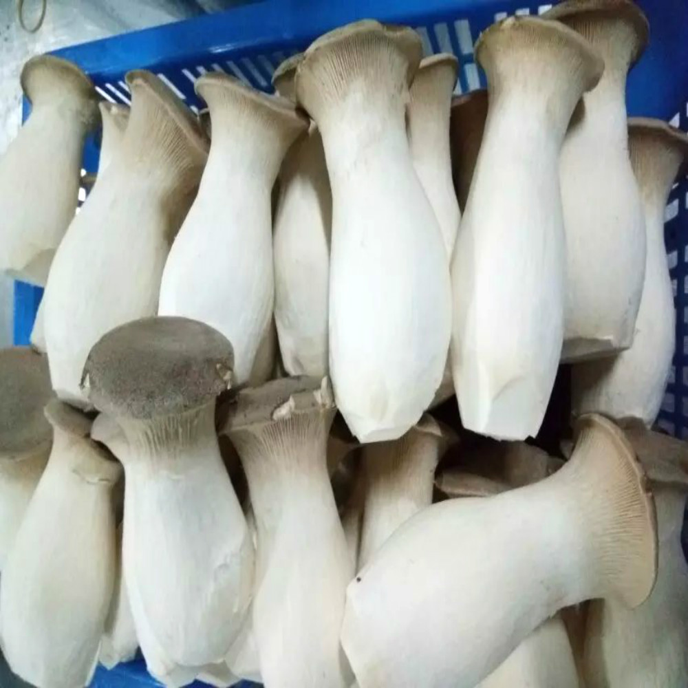 Fresh king oyster mushroom/pleurotus eryngii