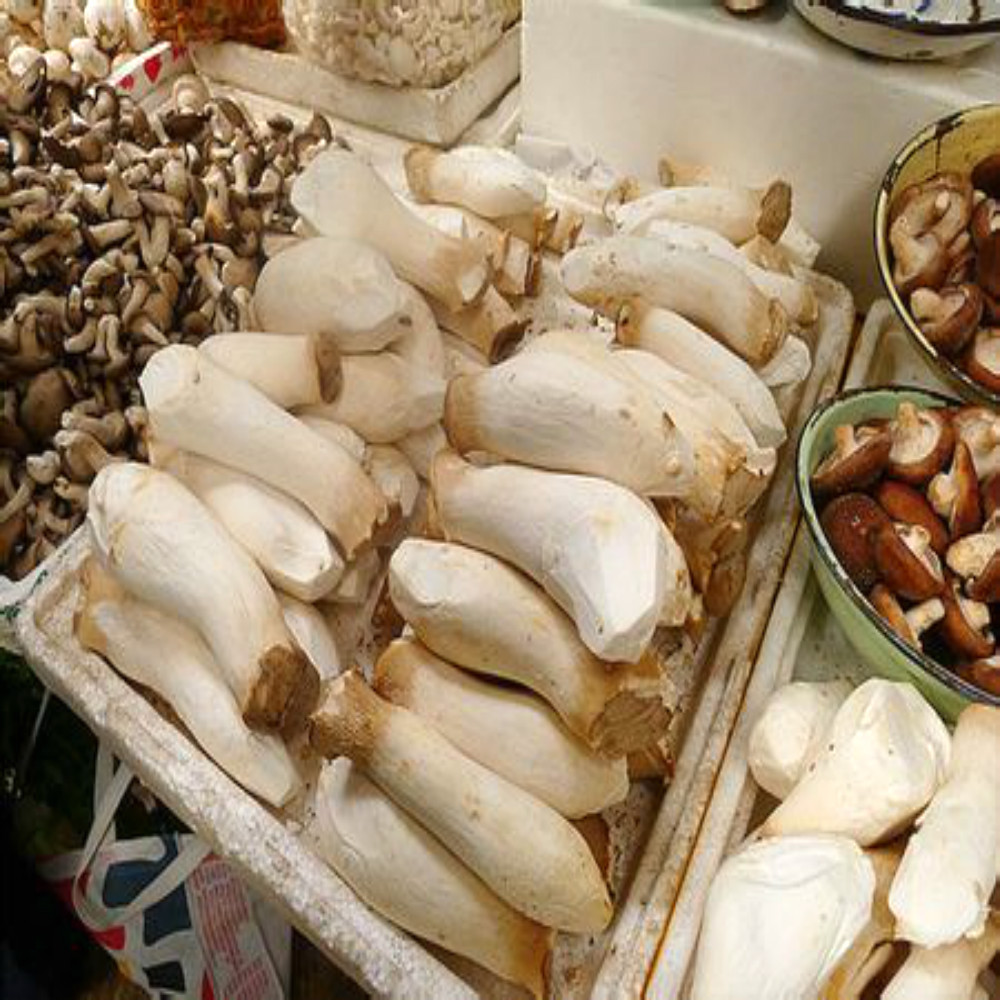 Fresh king oyster mushroom/pleurotus eryngii