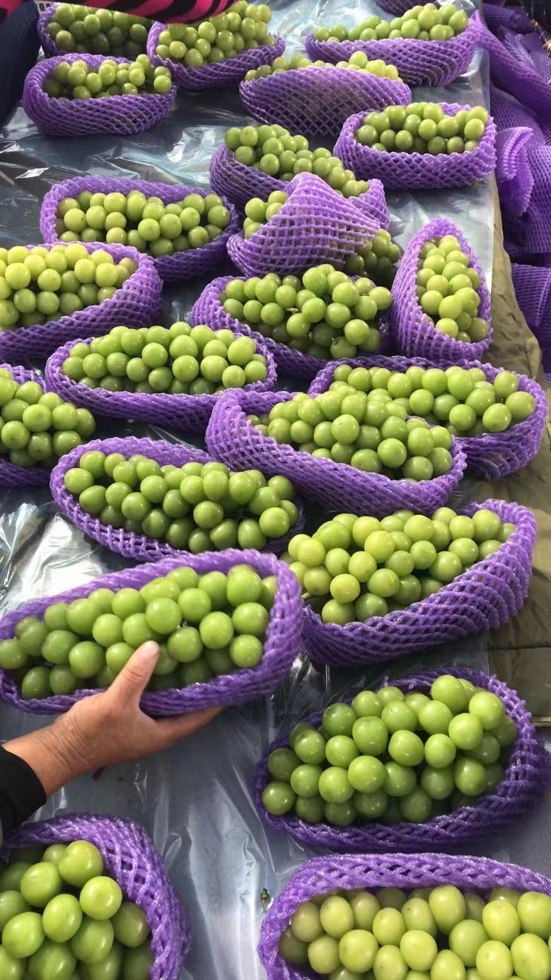 2022 Chinese New Season Fresh High Quality Shine Muscat Grape For Export