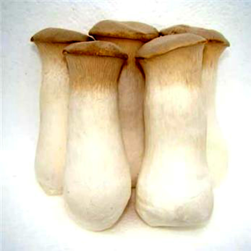 Fresh king oyster mushroom/pleurotus eryngii