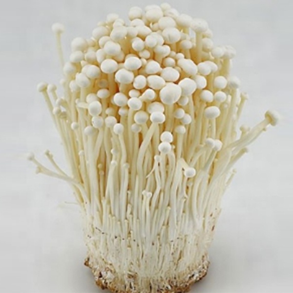 Quality needle golden enoki mushrooms for sale