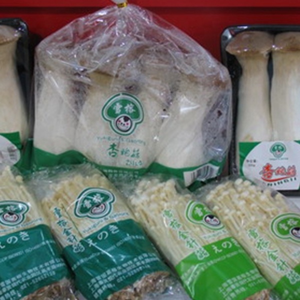 Quality needle golden enoki mushrooms for sale