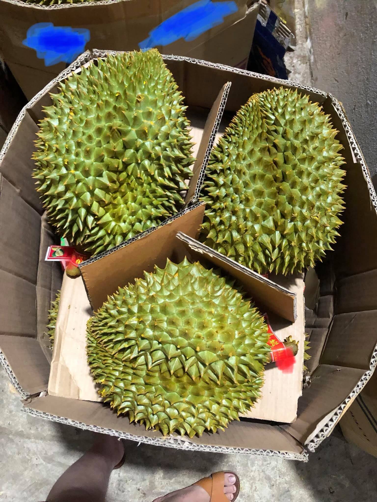 FRESH DURIAN HIGH QUALITY COMPETITIVE PRICE FROM VIETNAM NEW CROP 2023