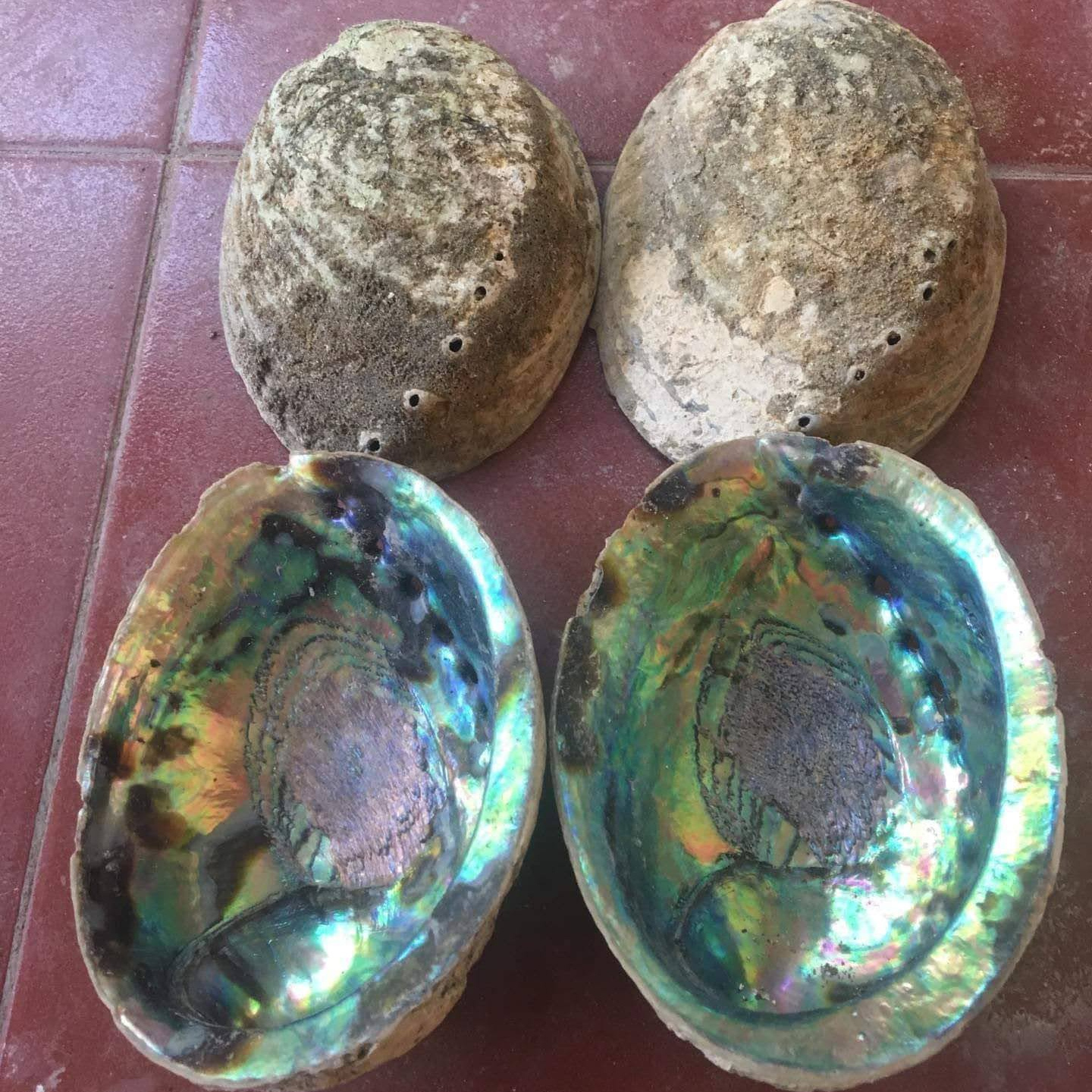 Wholesale Large Size Abalone Shell SeaShell Shells 8-10cm Natural Materials Cleaning Abalone Shells Decorative Materials Jewelry