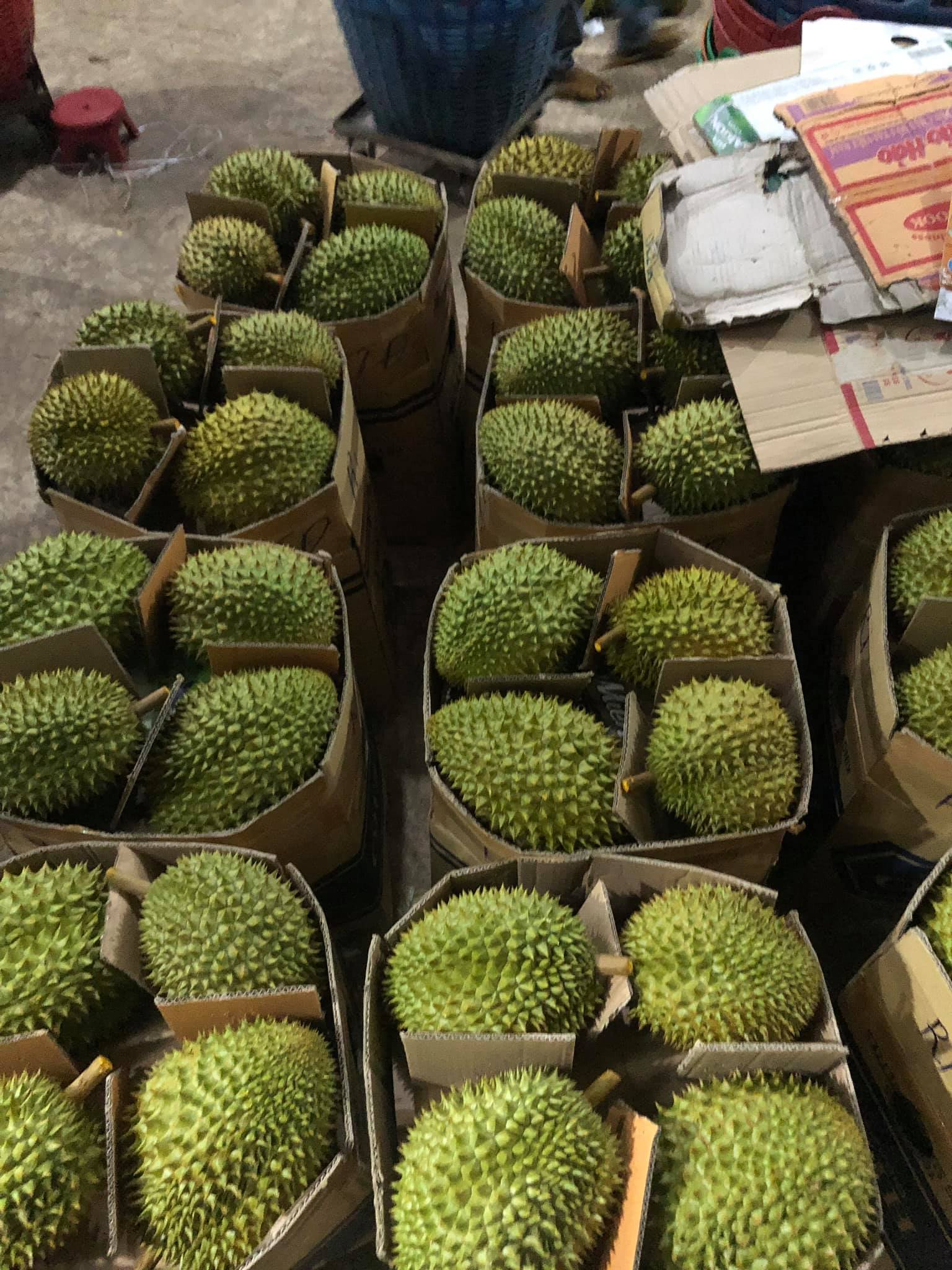 FRESH DURIAN HIGH QUALITY COMPETITIVE PRICE FROM VIETNAM NEW CROP 2023