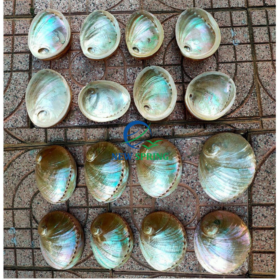 Wholesale Large Size Abalone Shell SeaShell Shells 8-10cm Natural Materials Cleaning Abalone Shells Decorative Materials Jewelry