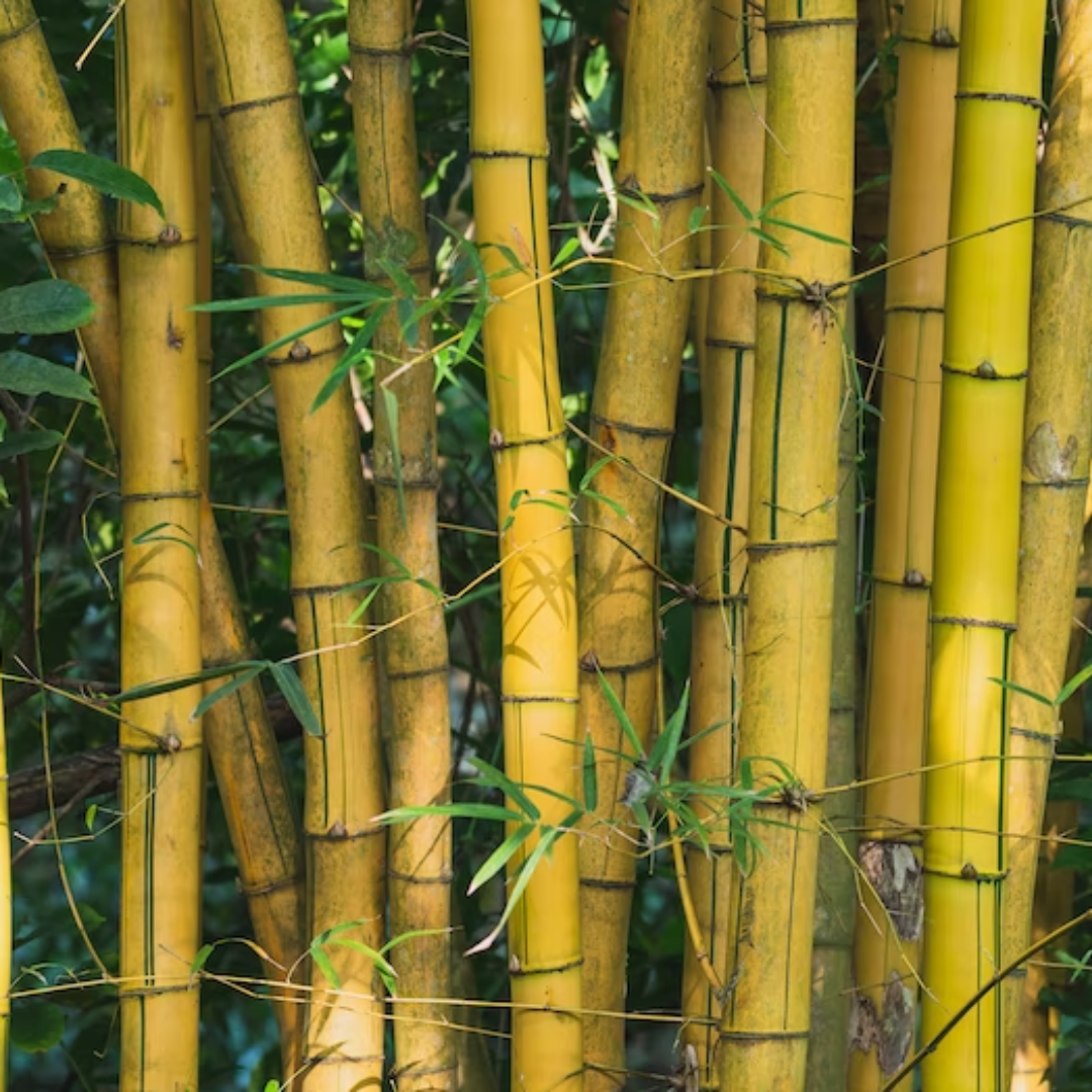 Natural bamboo poles from Vietnam's bamboo forests bring a more natural organic feel to garden farm and plant stand applications