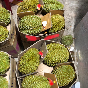 FRESH DURIAN HIGH QUALITY COMPETITIVE PRICE FROM VIETNAM NEW CROP 2023