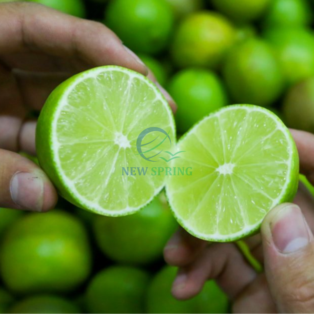 2023 Fresh Lemon Green Lemon  From Viet Nam Ready To Ship