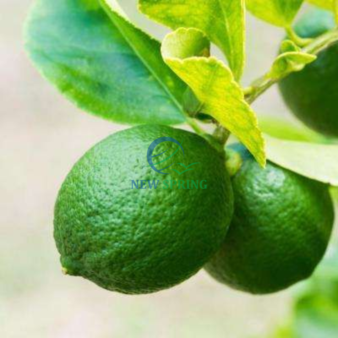 2023 Fresh Lemon Green Lemon  From Viet Nam Ready To Ship