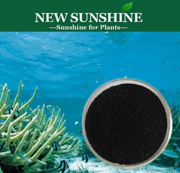 Organic Seaweed Extract Alga Powder Fertilizer