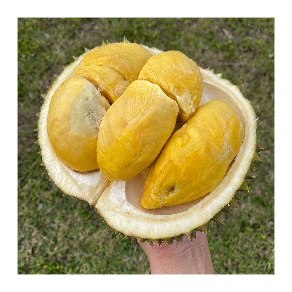 Tropical Fruits Delicious Popular Durian Brand Ready To Export Vietnamese Durian Seed