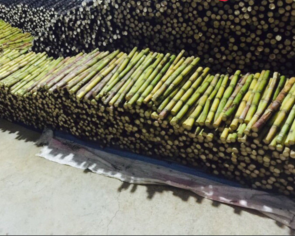 IQF - Frozen Sugarcane Stick  - Factory Direct Sales - Frozen Fruits and Vegetables in bulk