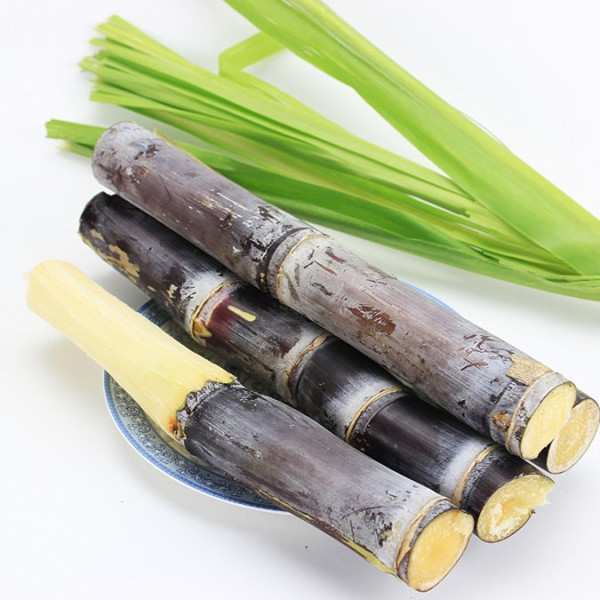 IQF - Frozen Sugarcane Stick  - Factory Direct Sales - Frozen Fruits and Vegetables in bulk