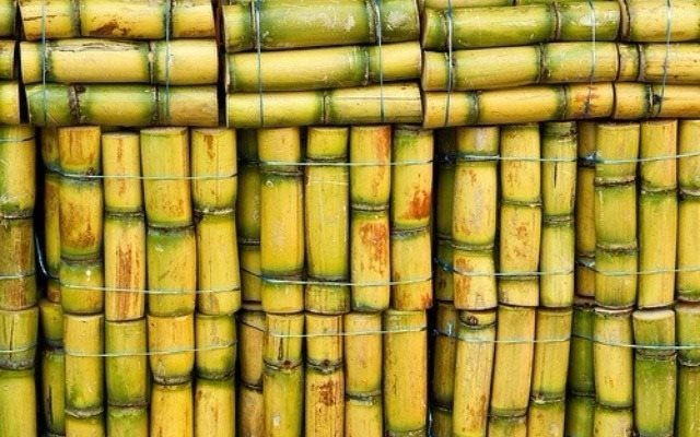 IQF - Frozen Sugarcane Stick  - Factory Direct Sales - Frozen Fruits and Vegetables in bulk