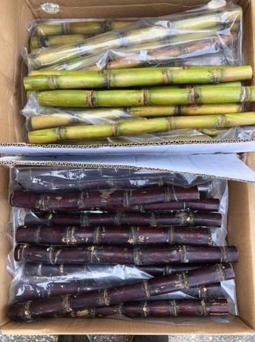 IQF - Frozen Sugarcane Stick  - Factory Direct Sales - Frozen Fruits and Vegetables in bulk