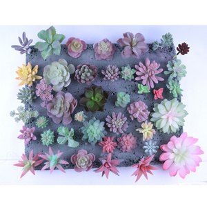 DIY Simulation Succulent Plant Mini Fake Succulent Plant esrar Artificial Plant Garden Supplies