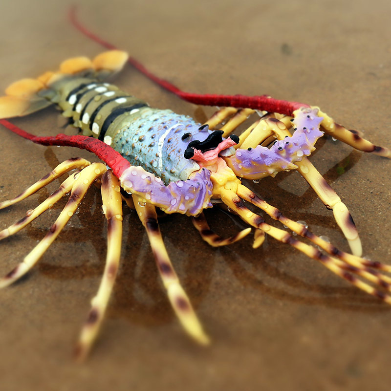 Artificial Cognition Of Ocean Bottom Life Animal Toy Model Wild Large Lobster Hermit Crab Mantis Shrimp