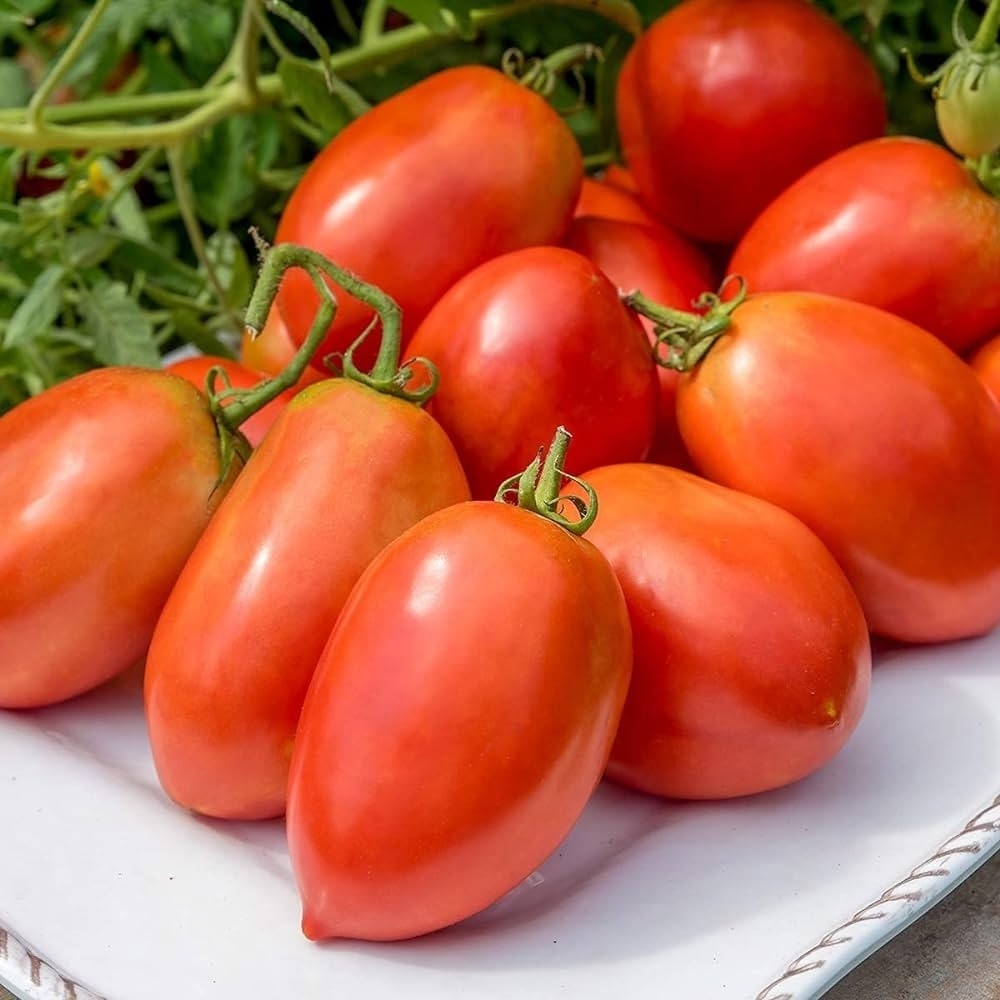 Competitive Price Bulk Fresh Tomatoes