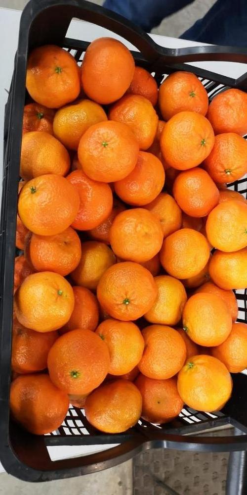 Wholesale Fresh VALENCIA Orange/ NAVAL ORANGES /   Sweet Orange ready for Export