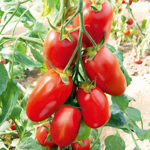 Competitive Price Bulk Fresh Tomatoes