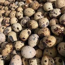 Fertile Hatching Chicken Egg/Fresh Chicken Table Eggs/Quail Eggs for Export