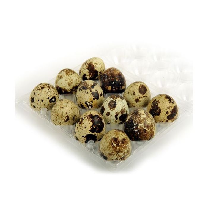 Top Quality Fresh QUAIL EGGS For Wholesale Price And Ready For Supply worldwide