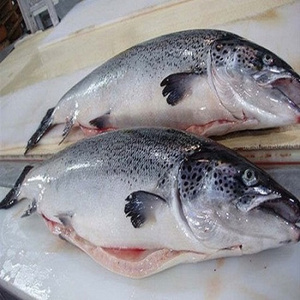 Best Quality Wholesale Salmon Fish Price Fresh Frozen Salmon