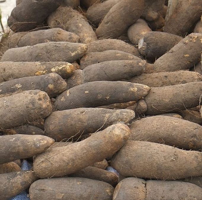 FRESH NATURAL WHITE YAMS FOR SALE