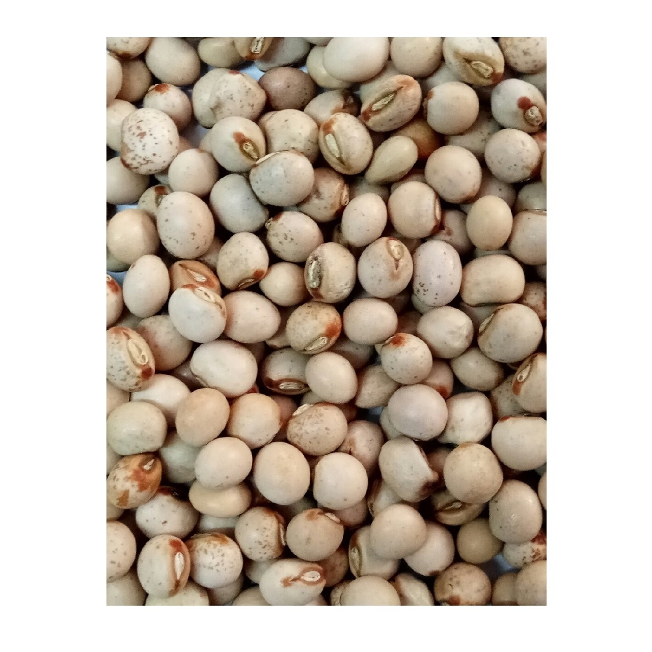 Whole Pigeon Peas/Wholesale split peas