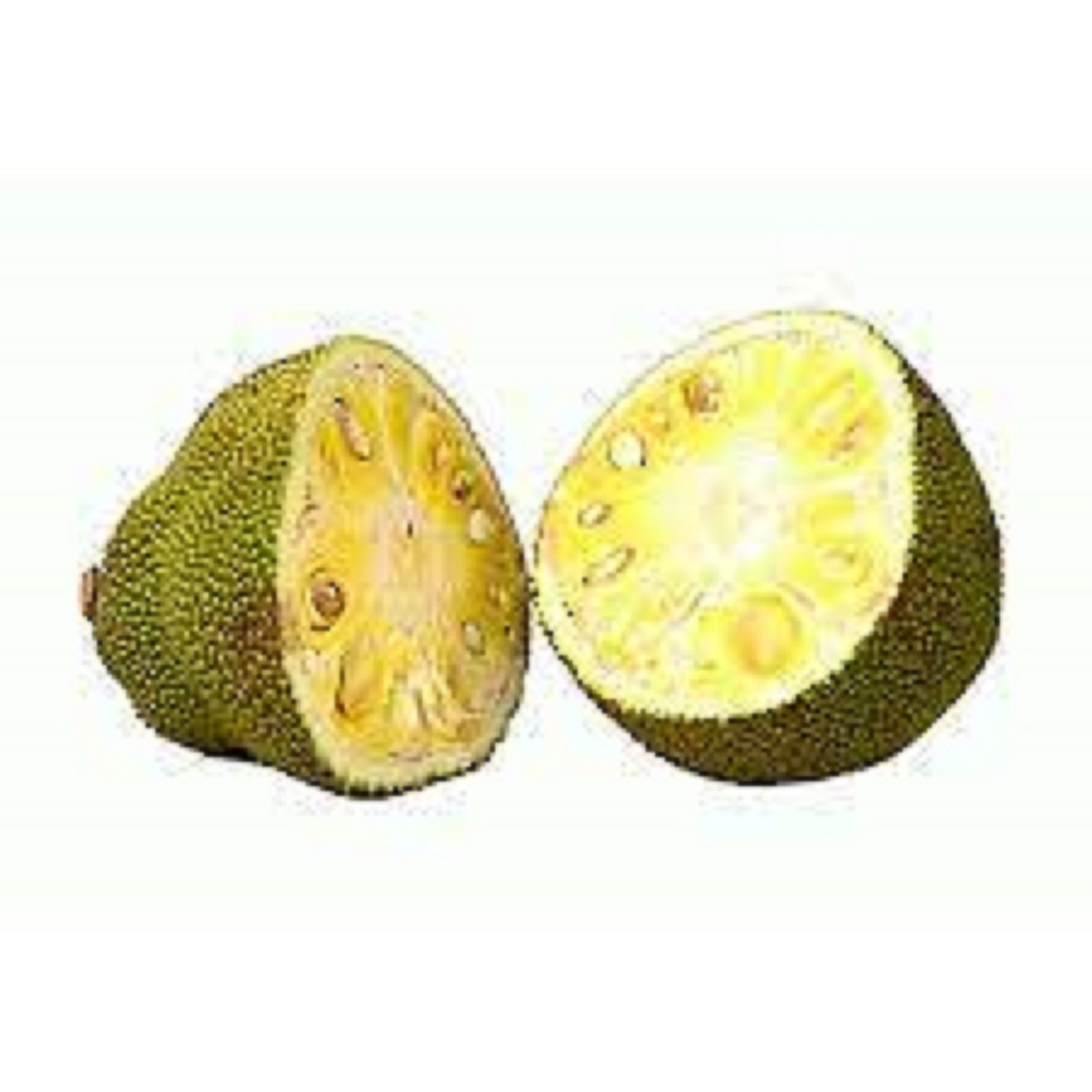 Best Quality Jackfruit In Syrup Canned Food / Premium OEM Service Canned Jackfruit in syrup