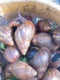 Edible fresh Frozen and Dried SNAIL MEAT is available For supply worldwide at a wholesale price