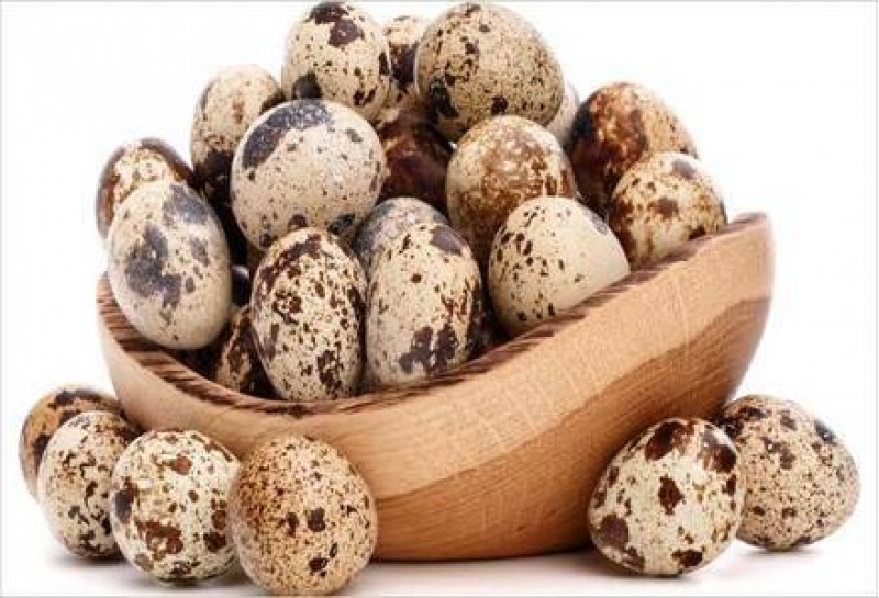 Top Quality Fresh QUAIL EGGS For Wholesale Price And Ready For Supply worldwide