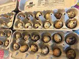 Fertile Hatching Chicken Egg/Fresh Chicken Table Eggs/Quail Eggs for Export