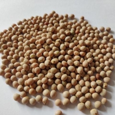 High Quality And Hot Selling Dry Pigeon Peas  In Bulk