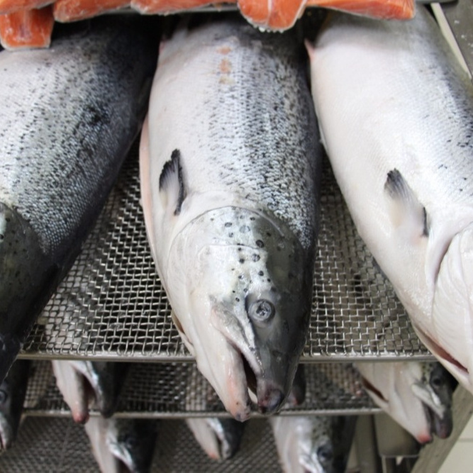 Best Quality Wholesale Salmon Fish Price Fresh Frozen Salmon