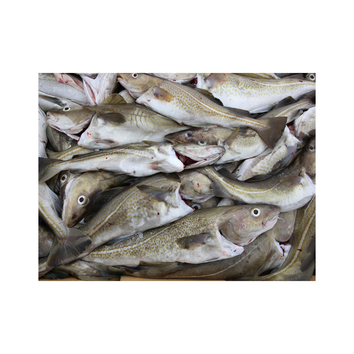 Cheap Price Bulk Stock Fresh Atlantic cod Fish / Fillets For Sale In Bulk With Fast Delivery