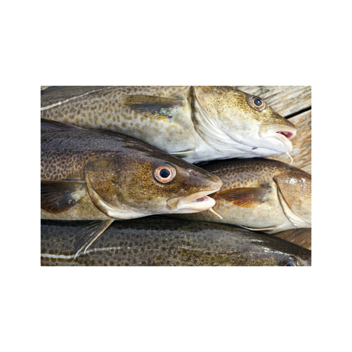 Cheap Price Bulk Stock Fresh Atlantic cod Fish / Fillets For Sale In Bulk With Fast Delivery