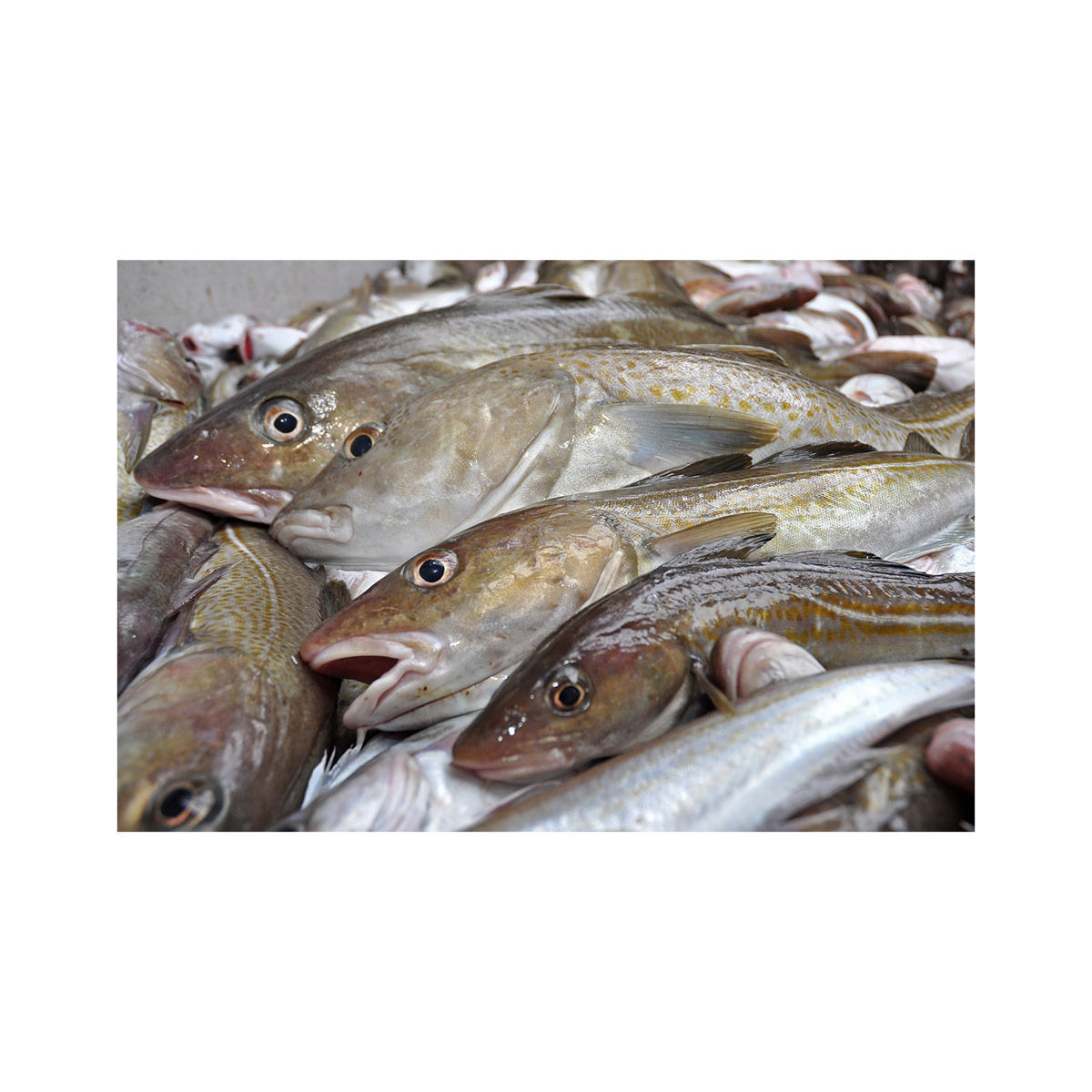 Cheap Price Bulk Stock Fresh Atlantic cod Fish / Fillets For Sale In Bulk With Fast Delivery