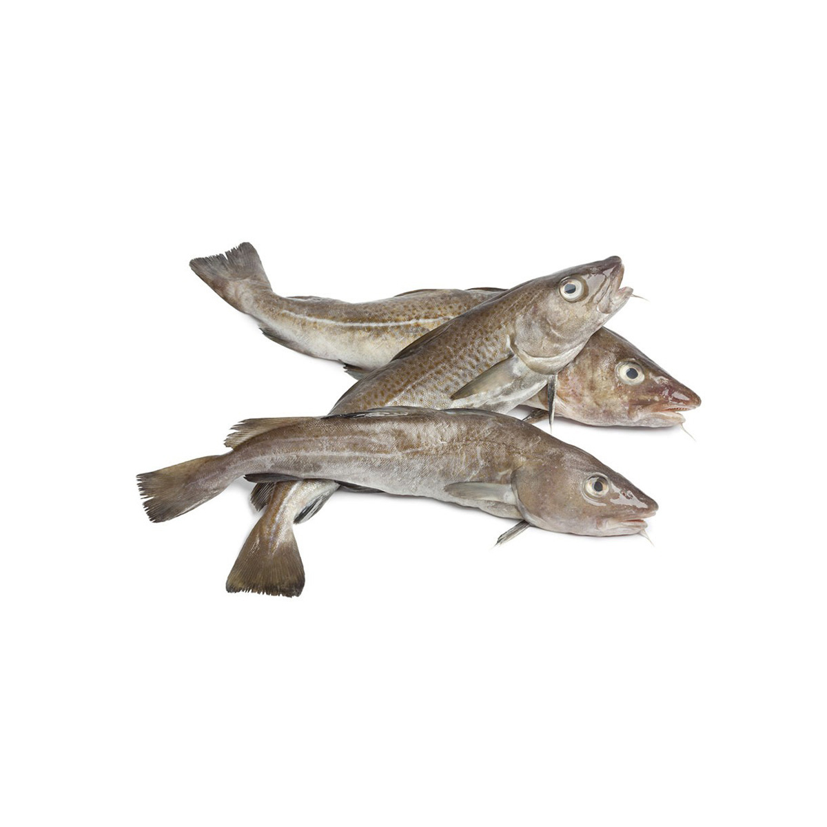 Cheap Price Bulk Stock Fresh Atlantic cod Fish / Fillets For Sale In Bulk With Fast Delivery