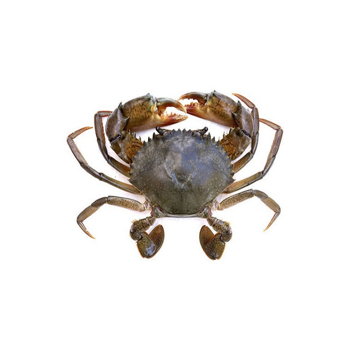 HOT SALE !!! LIVE MUD CRAB Top Quality Mud Crab Live Competitive Price at wholesale price