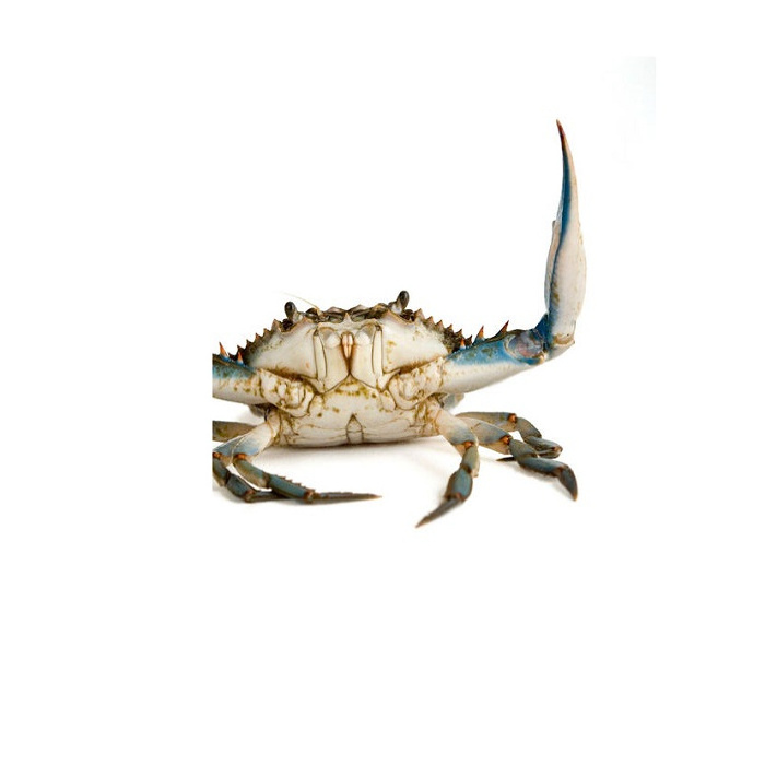 HOT SALE !!! LIVE MUD CRAB Top Quality Mud Crab Live Competitive Price at wholesale price