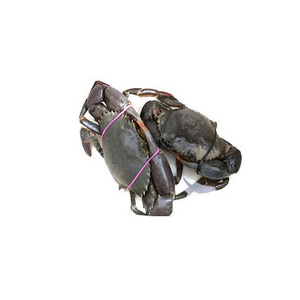 HOT SALE !!! LIVE MUD CRAB Top Quality Mud Crab Live Competitive Price at wholesale price