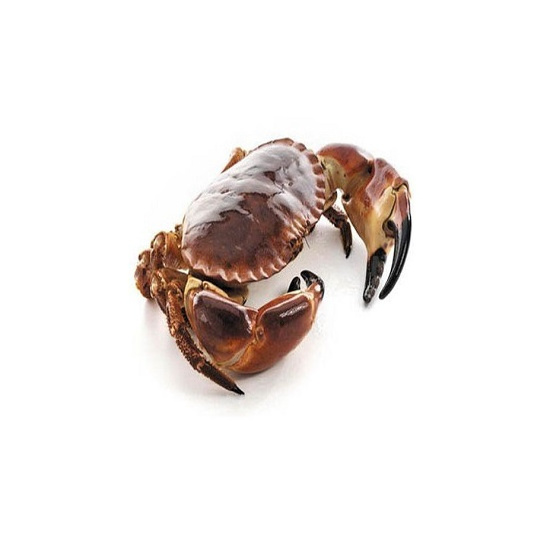 HOT SALE !!! LIVE MUD CRAB Top Quality Mud Crab Live Competitive Price at wholesale price