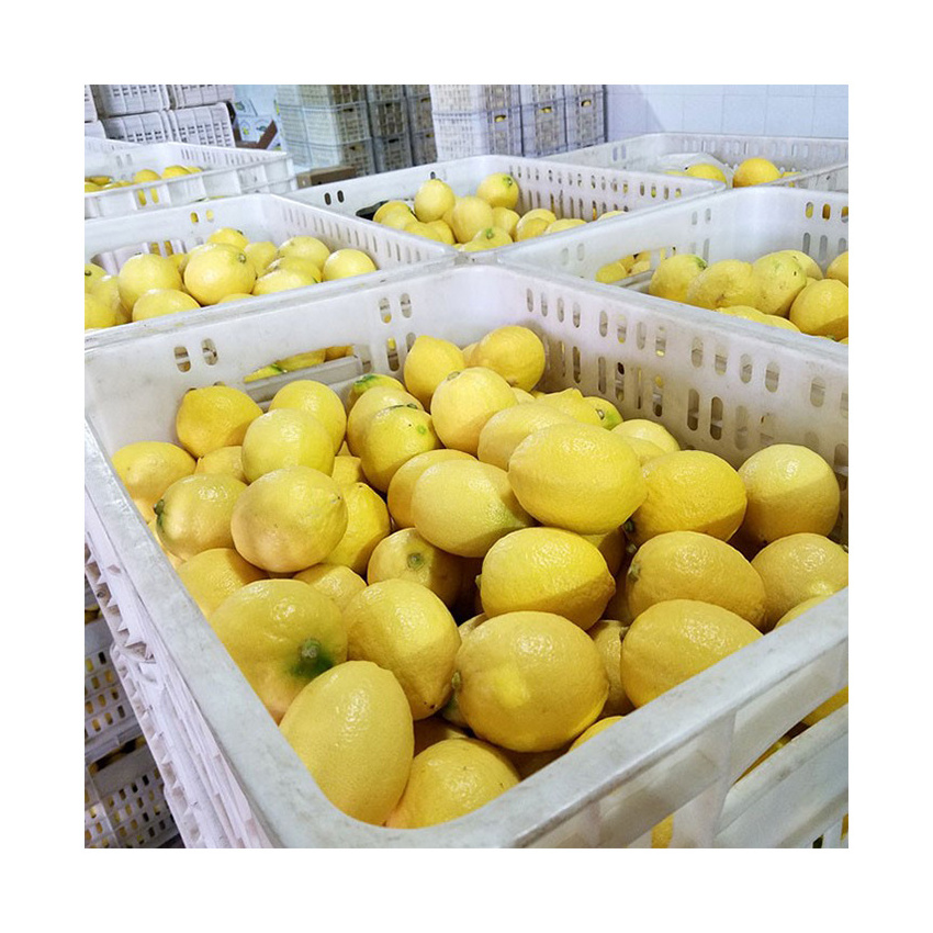 Premium Fresh Green and Yellow Lemon For Sale