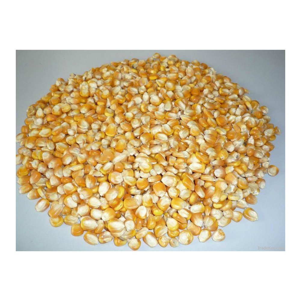 New Crop Sweet Corn Yellow Corn At Very Good Rates