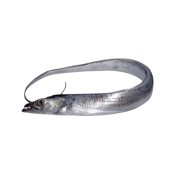 TOP QUALITY FROZEN Fresh Ribbon Fish WHOLE / ROHU FISH